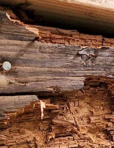 Dry Rot Surveys Plymouth Devon Cornwall | Dry Rot Treatments | Timber Treatments Plymouth Devon Cornwall | Timber Surveys Plymouth Devon Cornwall